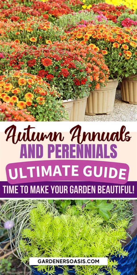 Fall Container Plants: 18 Eye-Catching Annuals & Perennials