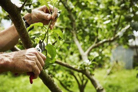 Ficus Tree Pruning | Ficus Tree Trimming, Shaping & Maintenance