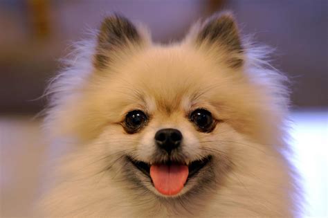 Pomeranian Dog Breed » Information, Pictures, & More