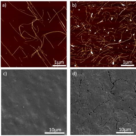 Characterization of amyloid fibrils and film surfaces. a) AFM of... | Download Scientific Diagram