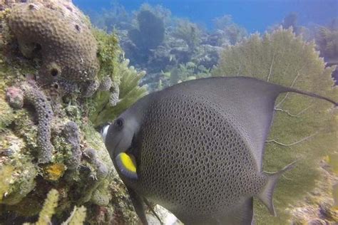 Florida Keys Snorkeling Tours - Florida Keys Plus