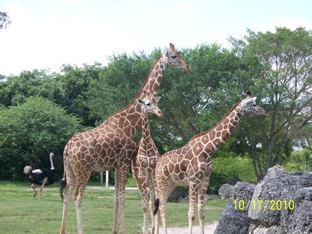 Miami Metro Zoo - Giraffes & Animals Background Wallpapers on Desktop ...