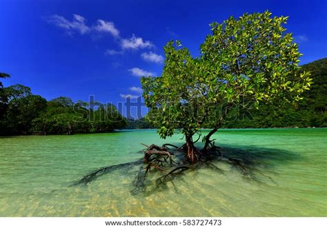 Mangrove On Beach Stock Photo 583727473 | Shutterstock