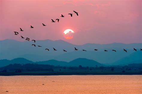 Birds flying over lake during sunset 17091082 Stock Photo at Vecteezy