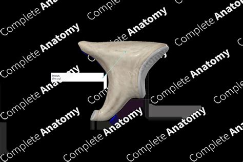 Incus | Complete Anatomy