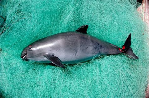 Environmental issues in Mexico: From captivity to cloning: the fight to save vaquita porpoise ...