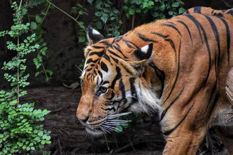 Royal Bengal Tiger | How they look like? What they Eat? & Unique Facts