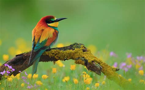 Bee-eater Full HD Wallpaper and Background Image | 1920x1200 | ID:291807