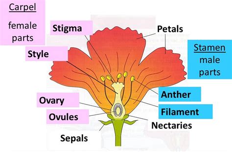 Male And Female Flower Parts / Parts Of A Flower / It traps and holds pollen that touches it ...