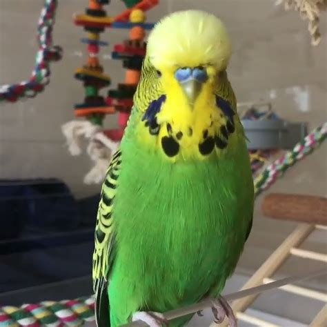 The Budgerigar Talking Like a Human #shorts - YouTube