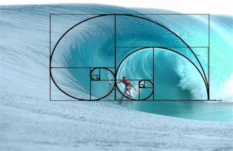 Fibonacci facts fibonacci sequence in nature - rolfweekly