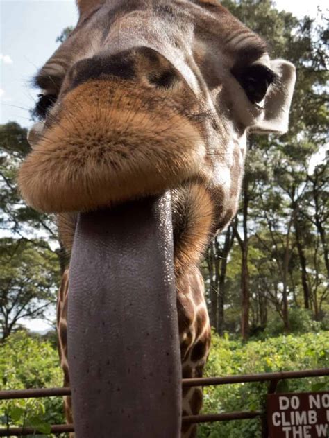 Kissing and feeding Giraffes at the Giraffe Centre in Nairobi, Kenya