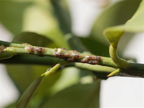 Citrus Scale Pests: Information On Citrus Scale Control