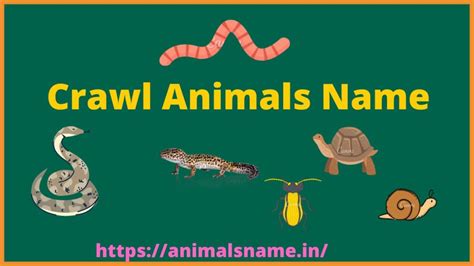 Crawling Animals List