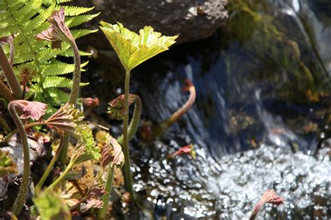 Water Fern | Water ferns, Ferns, Water