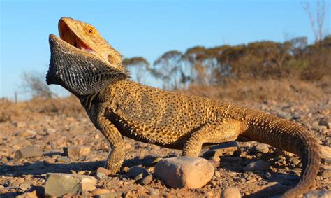 Nourriture pour Pogona Vitticeps - Pogona Vitticeps - Agame barbu, un lézard hors du commun