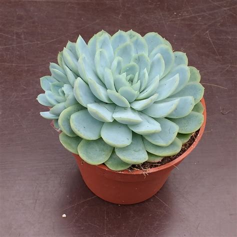 Echeveria elegans - Cuttings - Sunnyplants.com