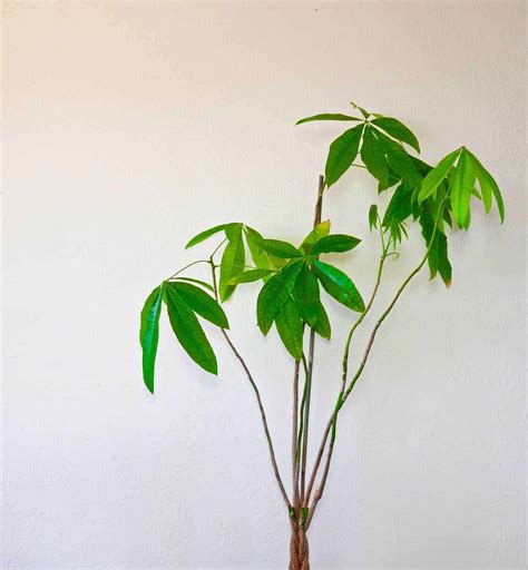 MONEY TREE DIAGNOSE & TREATMENT Archives - The Healthy Houseplant