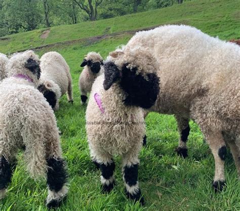 About The Breed - Valais Blacknose Sheep Cheshire