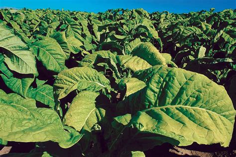 Tobacco | plant genus | Britannica