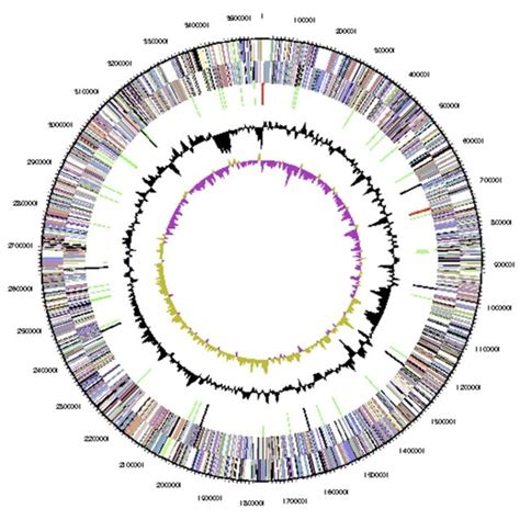 Graphical map of the chromosome. From outside to center: Genes on... | Download Scientific Diagram