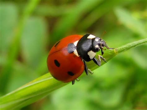 Myths and Facts About Ladybugs that Might Surprise You