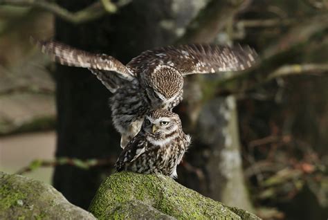 MATING LITTLE OWLS | mark fullerton | Flickr