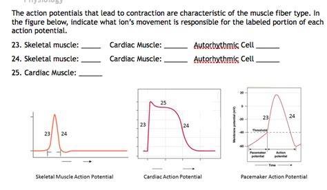 Solved: The Action Potentials That Lead To Contraction Are... | Chegg.com