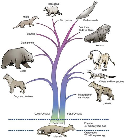 The Dog and Its Relatives | Veterian Key