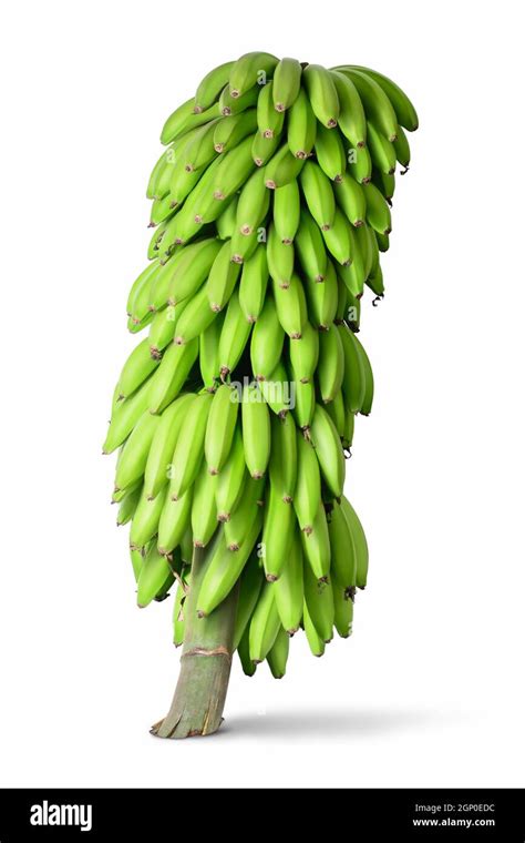 banana bunch isolated on white background Stock Photo - Alamy