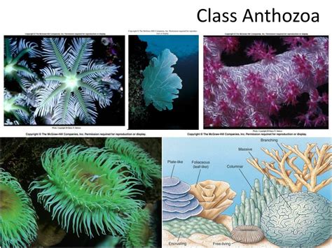 PPT - Phylum Cnidaria, Class Anthozoa PowerPoint Presentation, free download - ID:1747385