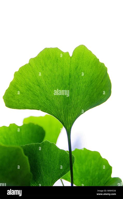 Gingko leaves hi-res stock photography and images - Alamy