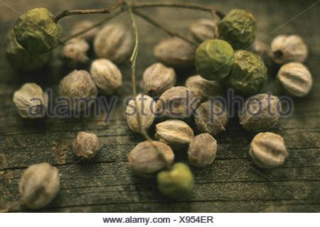 Persian lilac, chinaberry tree (Melia azedarach), seeds Stock Photo ...