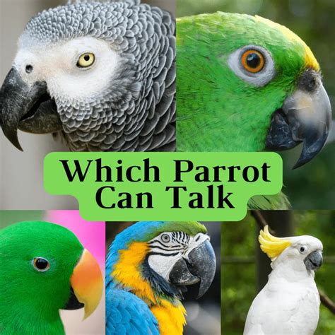 Which parrot can talk - What parrots talk the most | Talking Parrots