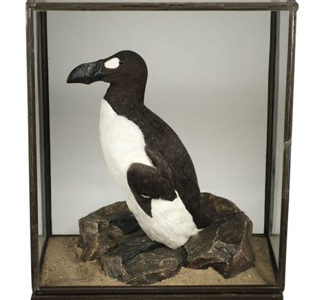 Giant extinct great auk replica sells for £25,000 - BBC News