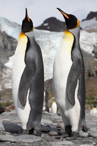 King Penguins