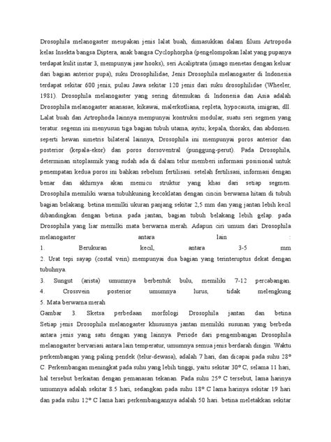 Drosophila Melanogaster Meupakan Jenis Lalat Buah | PDF