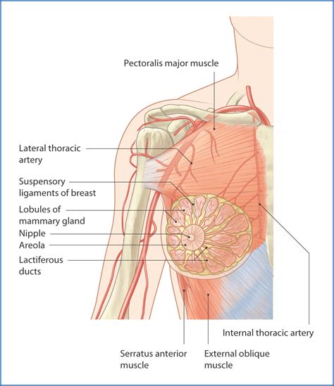 Chest Muscles Diagram Female / Anatomy Of The Female Breast With Labels Body Fat Connective ...