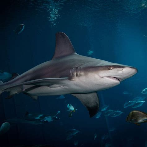 Sandbar Shark - Georgia Aquarium