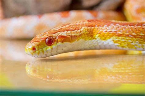 Albino Corn Snakes: A Guide with Pictures and Facts - Embora Pets