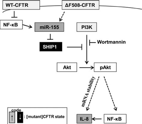 Regulation of IL-8 gene expression in CF cells. A model appro- priately... | Download Scientific ...