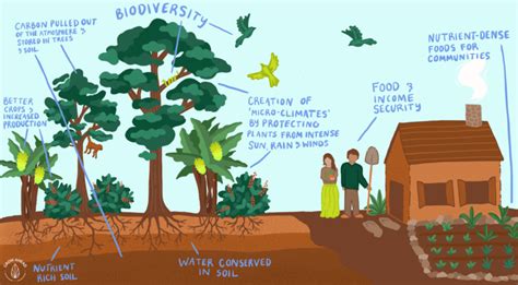 Agroforestry & Food Security For Small-Scale Farming Communities – Grow Ahead