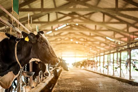 Feeding the future: A sustainable approach to dairy farming - Dairy Global