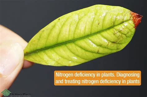 What Causes Nitrogen Deficiency in plants and How to Overcome this Problem?