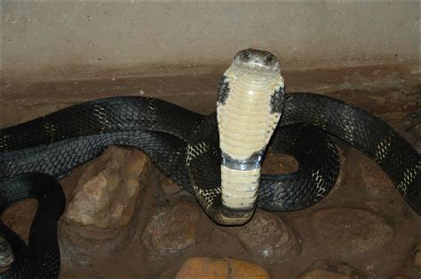 File:King-Cobra.jpg - Wikimedia Commons