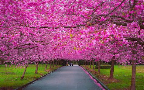 HD wallpaper: 4k, 5k, trees, spring, sakura | Wallpaper Flare