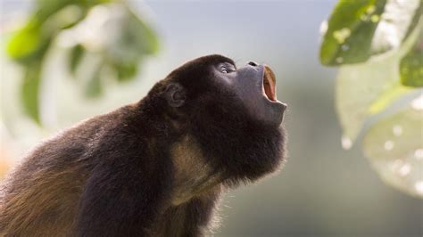 Howler monkeys : Tigtag