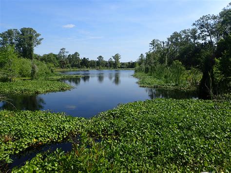 Hiking Wildlife Management Areas | biking, camping, paddling | Florida ...