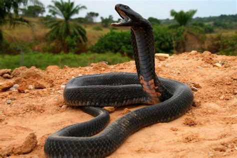 The Most Deadly Snakes in the World | HorizonTimes | Page 56