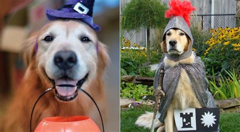 10 Best Golden Retriever Costumes That Will Make You Smile! – Thinking ...